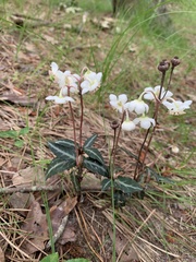 Chimaphila maculata