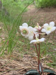 Chimaphila maculata