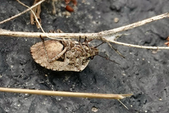 Hymenarcys nervosa