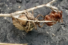Hymenarcys nervosa