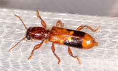 Priocera castanea