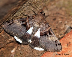 Melipotis nigrobasis