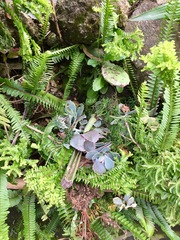 Kalanchoe fedtschenkoi