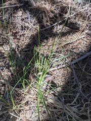 Carex fracta