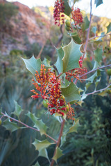 Grevillea wickhamii
