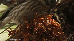 Arceuthobium campylopodum