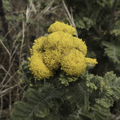 Tanacetum bipinnatum