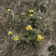 Tanacetum bipinnatum