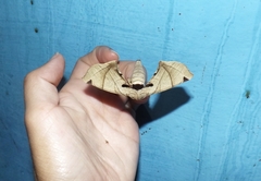 Lepidoptera