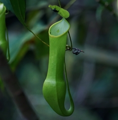 Nepenthes reinwardtiana