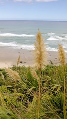 Austroderia splendens