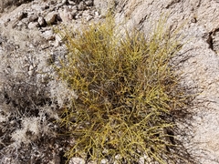 Ephedra aspera