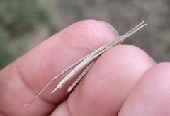 Acrida cinerea