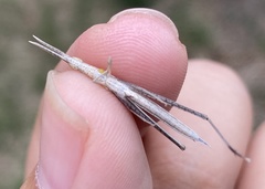 Acrida cinerea