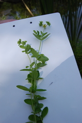 Hypericum ellipticum