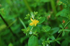 Hypericum ellipticum