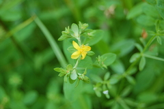 Hypericum ellipticum