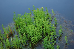 Hypericum ellipticum