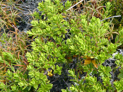 Pimelea buxifolia