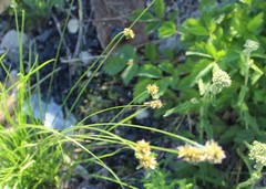 Divisae