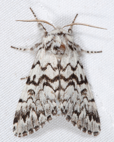 Black Zigzag Moth