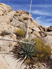 Agave simplex