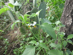 Solanum nigrescens