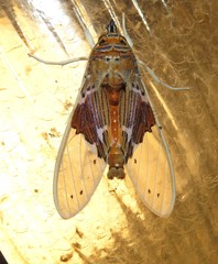 Idalus occidentalis