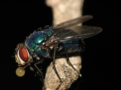 Lucilia eximia