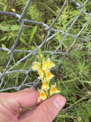 Linaria vulgaris