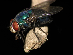 Lucilia eximia