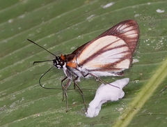 Vettius marcus