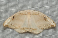 Callidrepana gelidata
