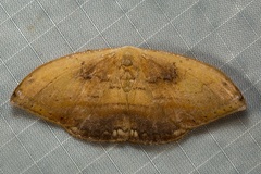 Callidrepana pulcherrima