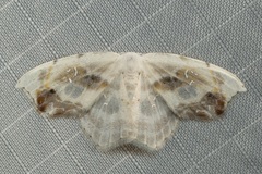 Leucoblepsis renifera