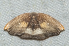 Leucoblepsis