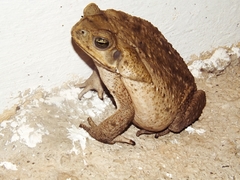 Rhinella horribilis