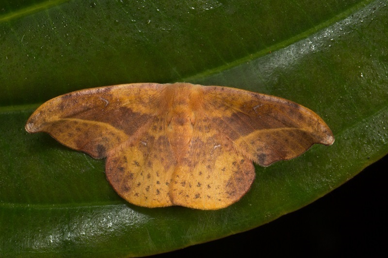 Oreta extensa