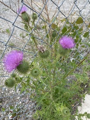 Cirsium vulgare