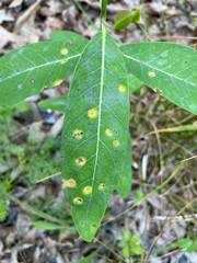 Puccinia smilacis