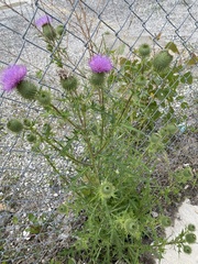 Cirsium vulgare