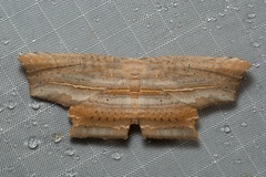 Phalacra buchsbaumi