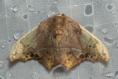 Spectroreta hyalodisca