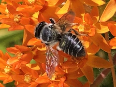 Megachile pugnata