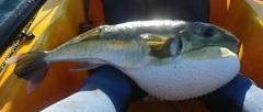 Brownback Puffer photo 3