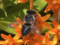 Megachile pugnata