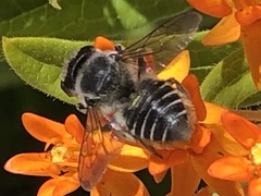 Megachile pugnata
