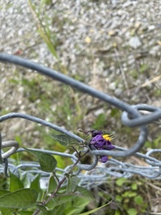 Solanum dulcamara