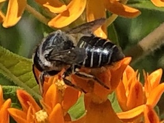 Megachile pugnata