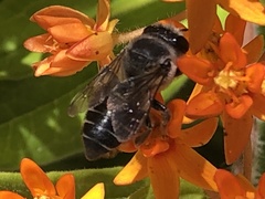 Megachile pugnata